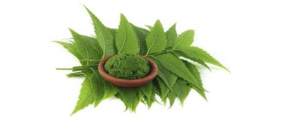آشنایی با گیاه چریش آشنایی با گیاه چریش
