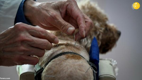 درمان بیماری لاعلاج سگ های خانگی با طب سنتی