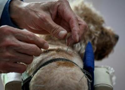 درمان بیماری لاعلاج سگ های خانگی با طب سنتی