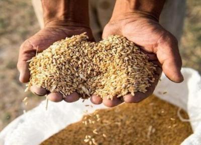 رشد بیش از 100 درصدی خرید تضمینی گندم در آذربایجان غربی