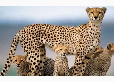 خبر خوش ؛ مشاهده خانواده پرجمعیت یوزپلنگ آسیایی در سمنان ، یوزها دنبال چه بودند؟