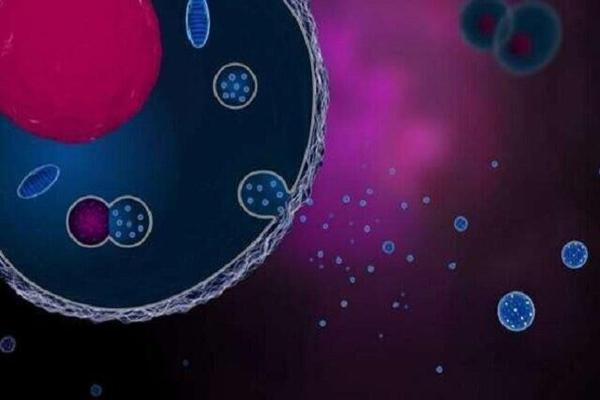 وزیکول های خارج سلولی؛ منبعی نامریی از ظرفیت درمانی