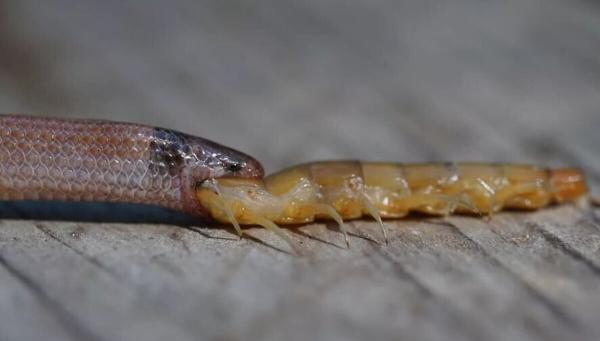 کمیاب ترین مار آمریکا که سال هاست زنده دیده نشده